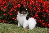 EPAGNEUL PAPILLON 008